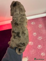 Cockapoo dogs - Advert 1