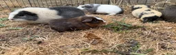 Guinea Pig rodents for sale: Baby guinea pigs  - Advert 13
