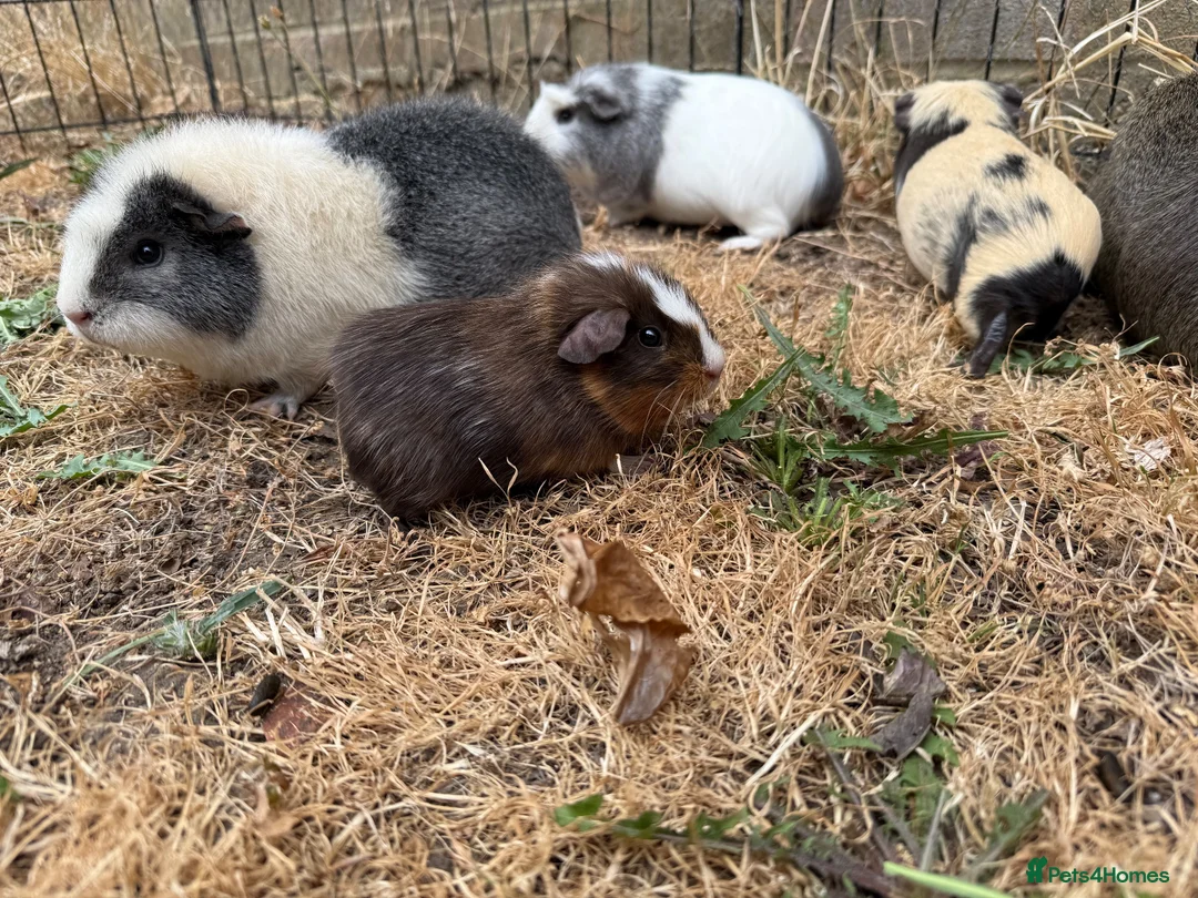 Guinea Pig rodents for sale: Baby guinea pigs  - Advert 13
