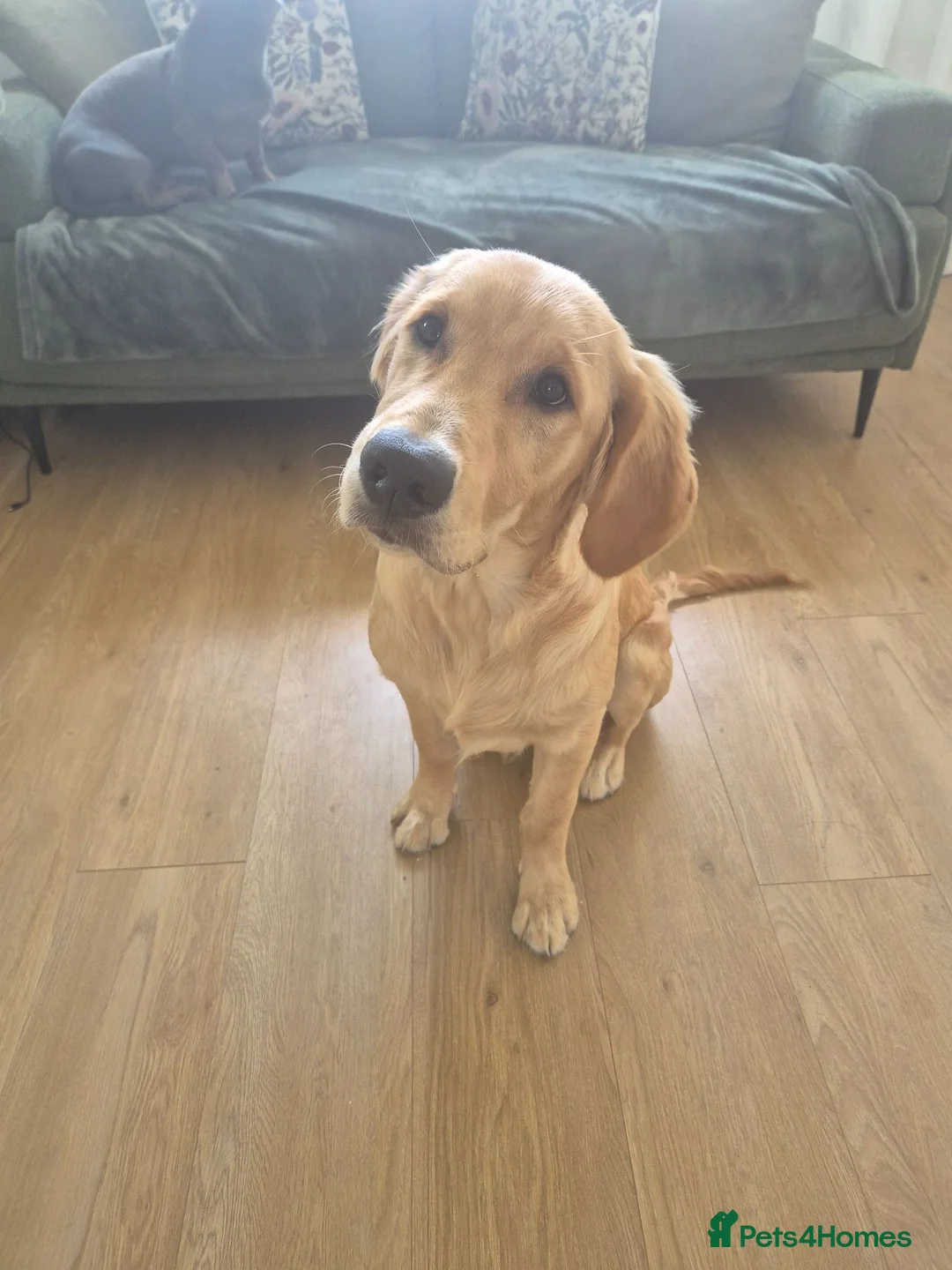 Golden Retriever dogs for sale: Goldren retriever  - Advert 2