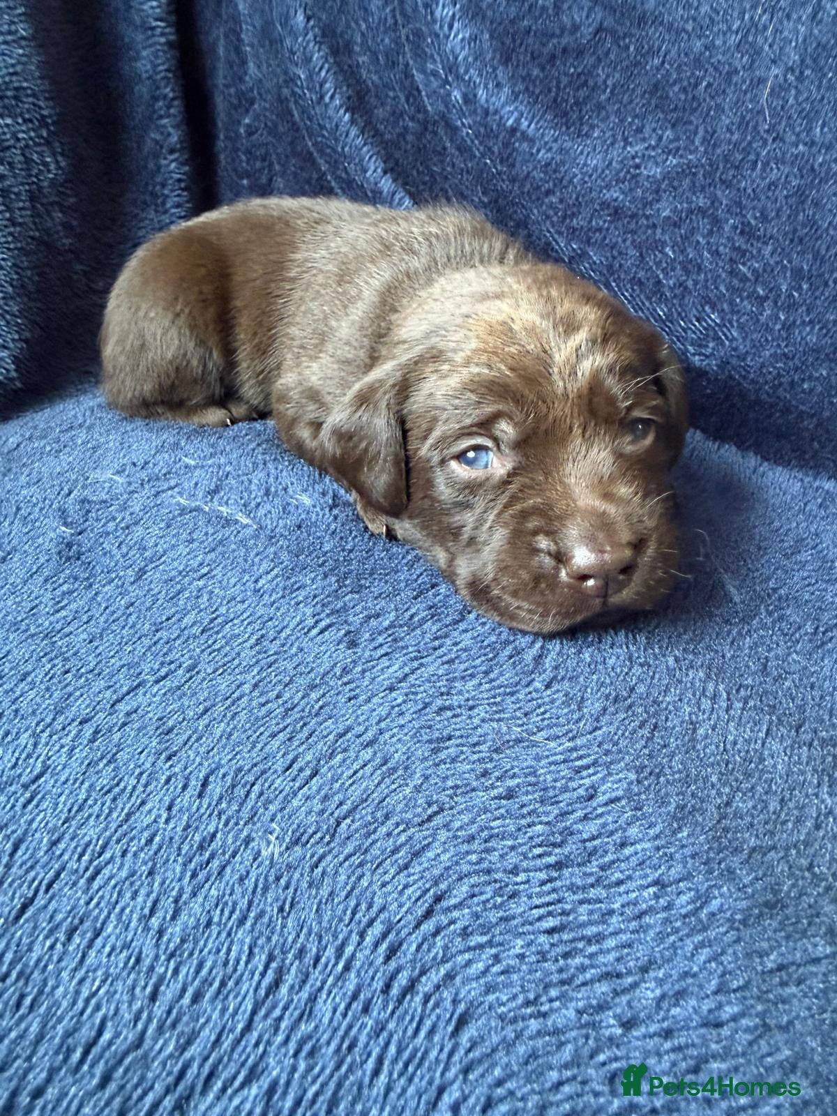Labrador Retriever dogs Chocolate Labrador Puppies and One Yellow Girl - Advert 2