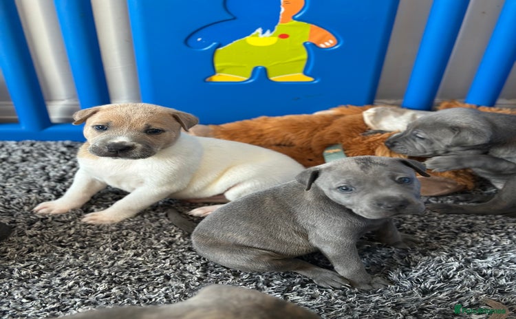 Mixed Breed dogs - Advert 1