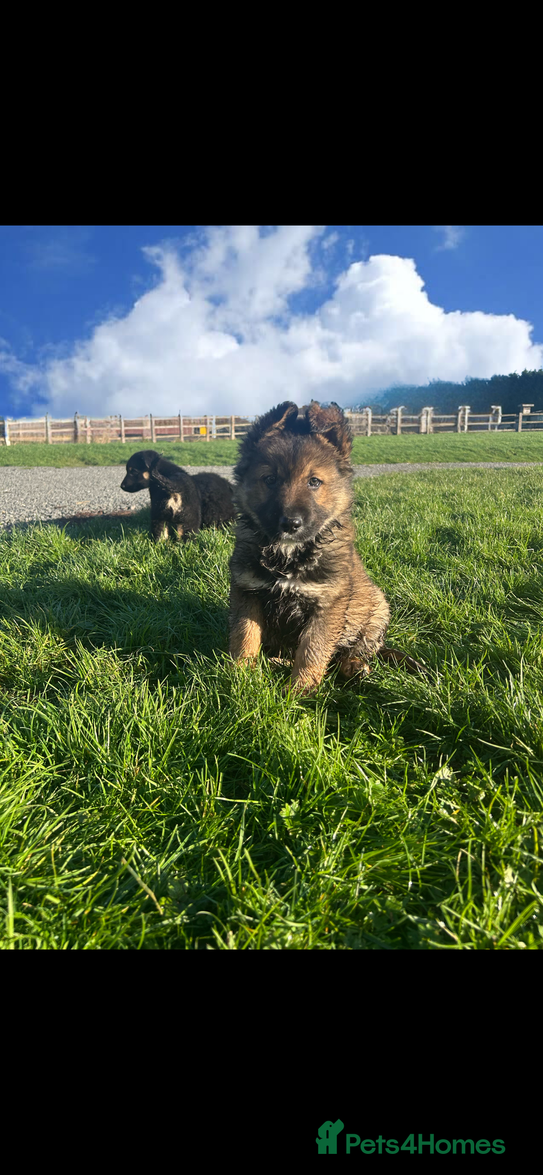 Mixed Breed dogs for sale: Gorgeous litter of Shollie puppies for sale - Advert 7