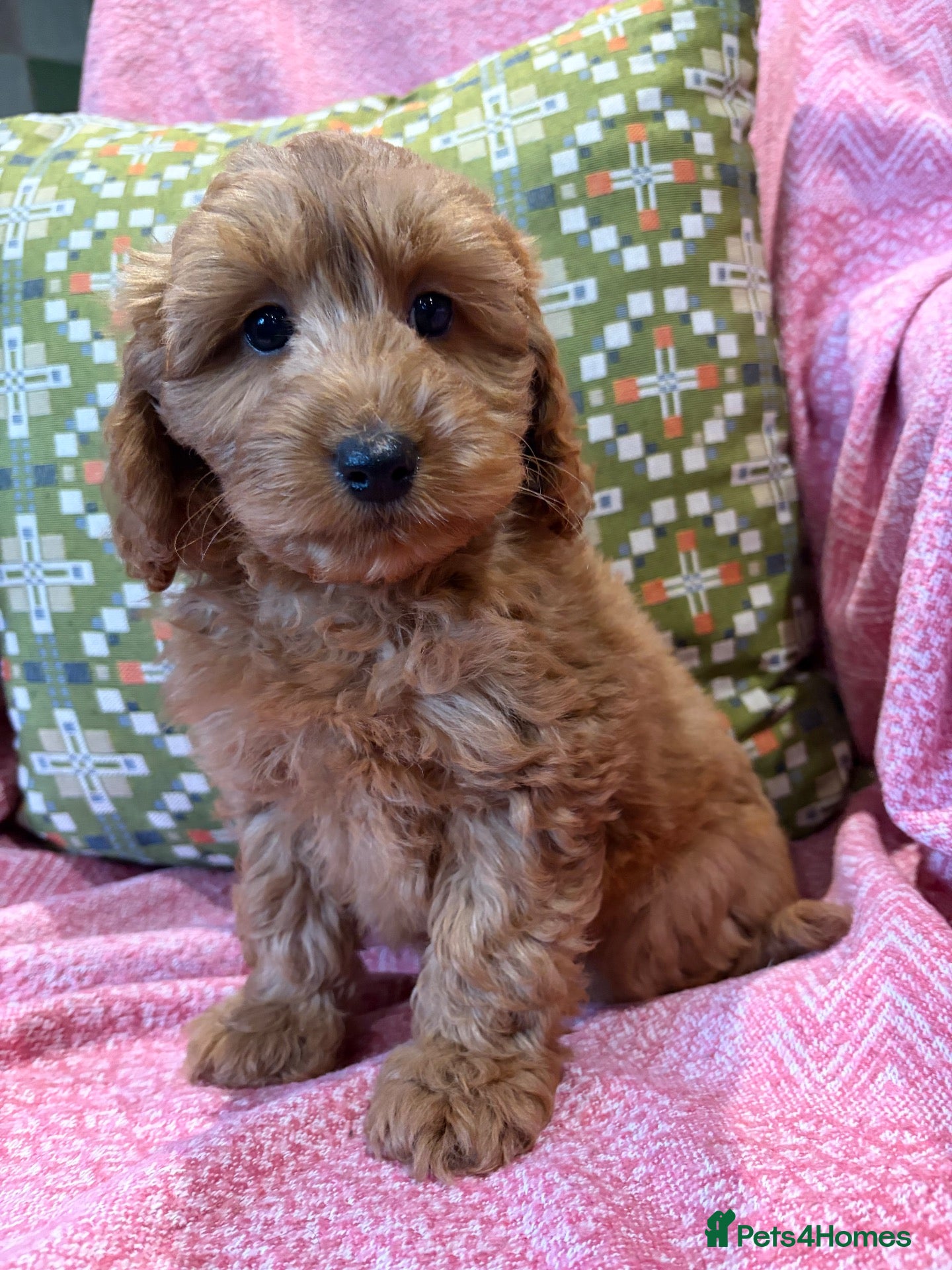 Cockapoo dogs cockapoo puppies ready friday*licensed breeder* - Advert 1