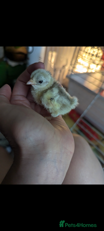 Chickens poultry - Advert 1