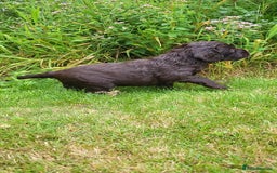 Cocker Spaniel dogs for sale: FTCH, KC REG working cocker pups - Image 14