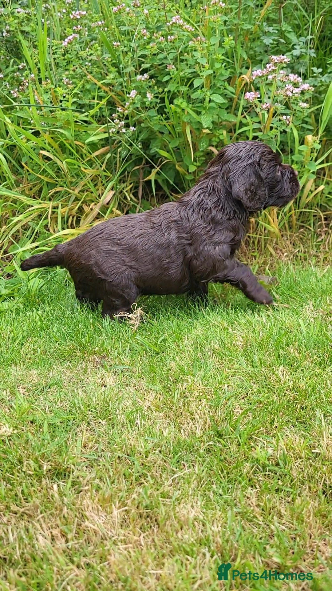 Cocker Spaniel dogs for sale: FTCH, KC REG working cocker pups - Image 14