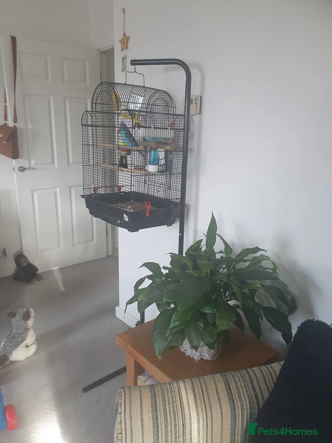 Budgerigars birds for sale: Pair of Budgies - Advert 2