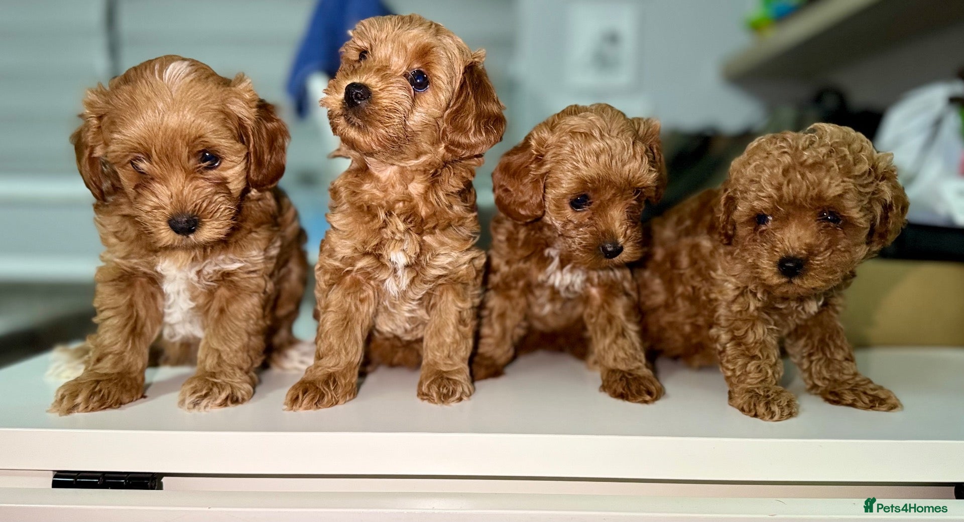 Maltipoo dogs 🐶 Stunning Brown/Red F1B Maltipoo Puppies ❤️ - Advert 1