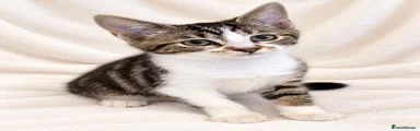 Mixed tabby coat 3