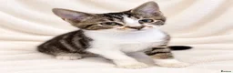Mixed Breed cats for sale: Stunning litter- Khao Manee/Domestic Shorthair mix - Advert 18