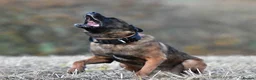 Mixed Breed dogs for sale: 🔥 PH1 BULLHERDERS BREEDING 🔥 - Advert 32