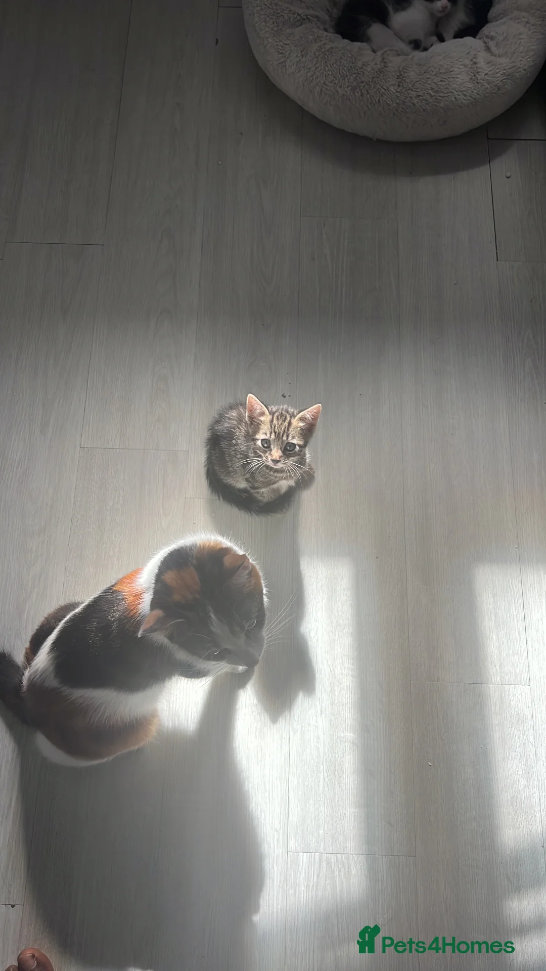 Domestic Shorthair cats for sale: Gorgeous kittens for sale - litter of 4 in Feltham - Advert 2
