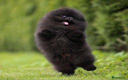 Pomeranian dogs for sale: 900g at 4 months! Show 🏆 quality boy!  - Image 3