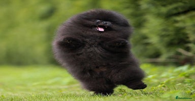 Pomeranian dogs - Advert 15