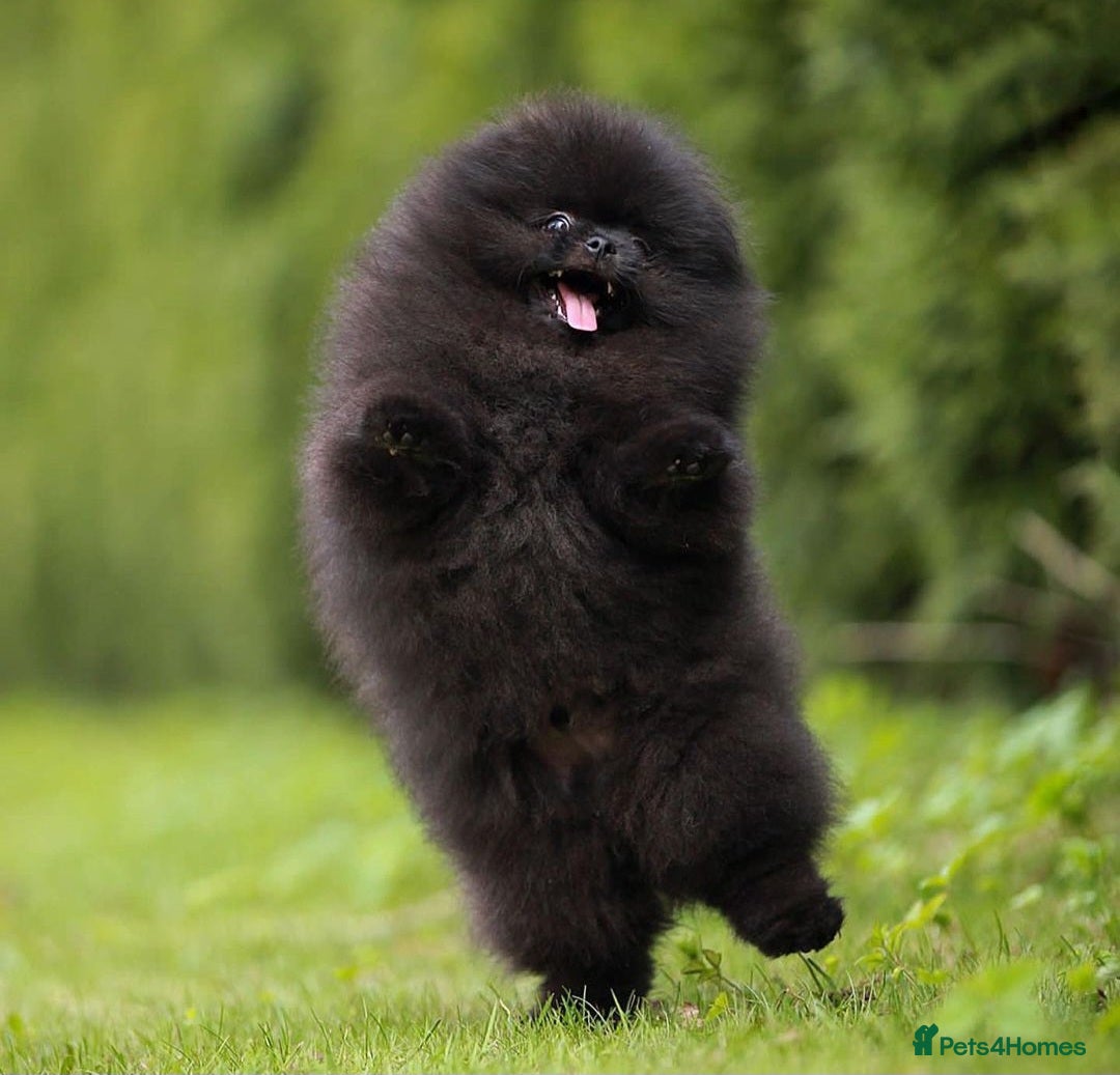 Pomeranian dogs for sale: 900g at 4 months! Show 🏆 quality boy!  - Image 3