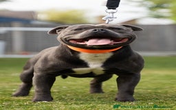 Staffordshire Bull Terrier dogs for sale: Blue staffordshire bull terriors - Image 8