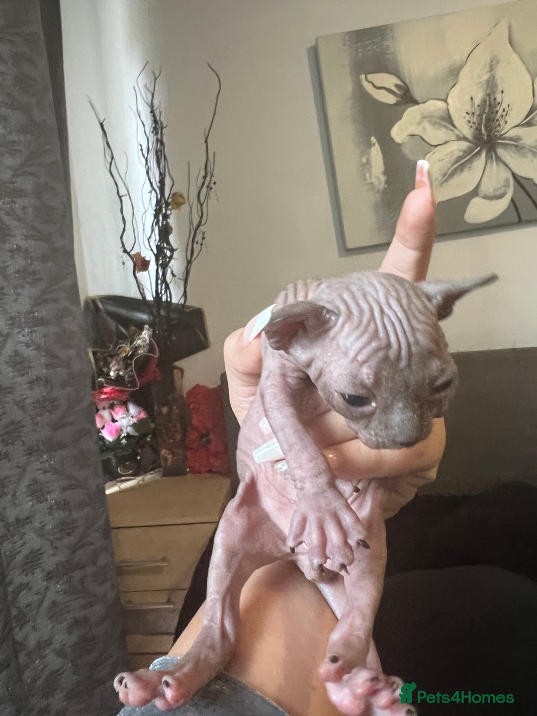 Sphynx cats for sale: Sphynk - Image 9