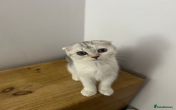 Scottish Fold cats for sale: Beautiful Scottish fold baby’s  in Reading - Image 31