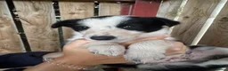 Border Collie dogs for sale: cute border collie pups - Advert 16