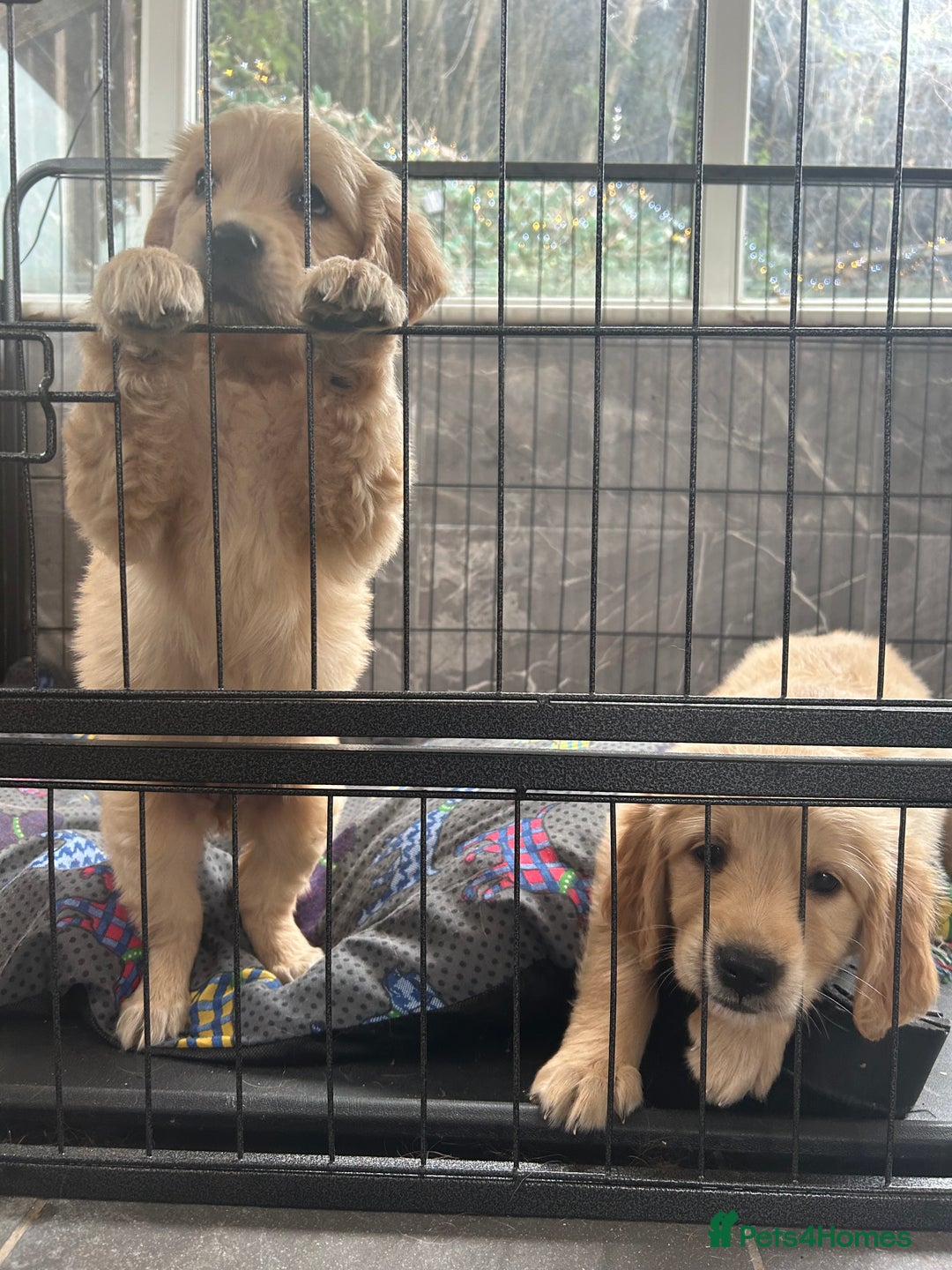 Golden Retriever dogs for sale: Kc registered Golden Retriever puppies available  - Image 13