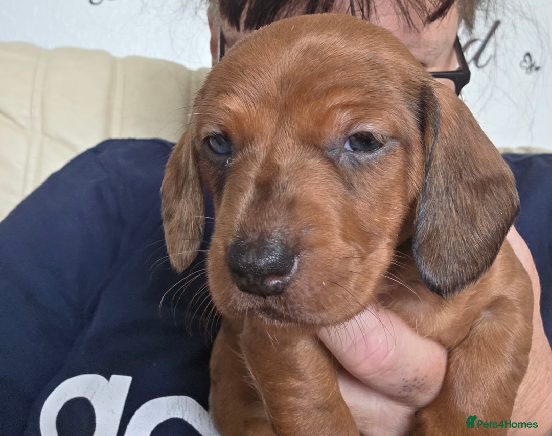 Dachshund dogs for sale: Dachshund for sale. Ready to leave  - Image 7