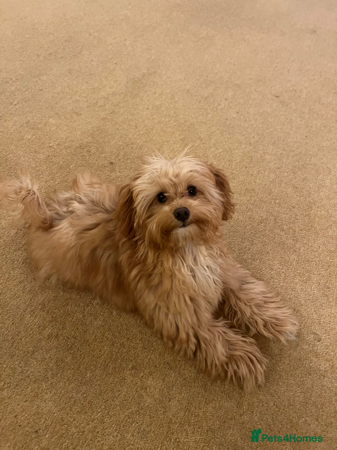 Maltipoo dogs for sale: Rehoming our beautiful Maltipoo puppy Jessie.  - Advert 2