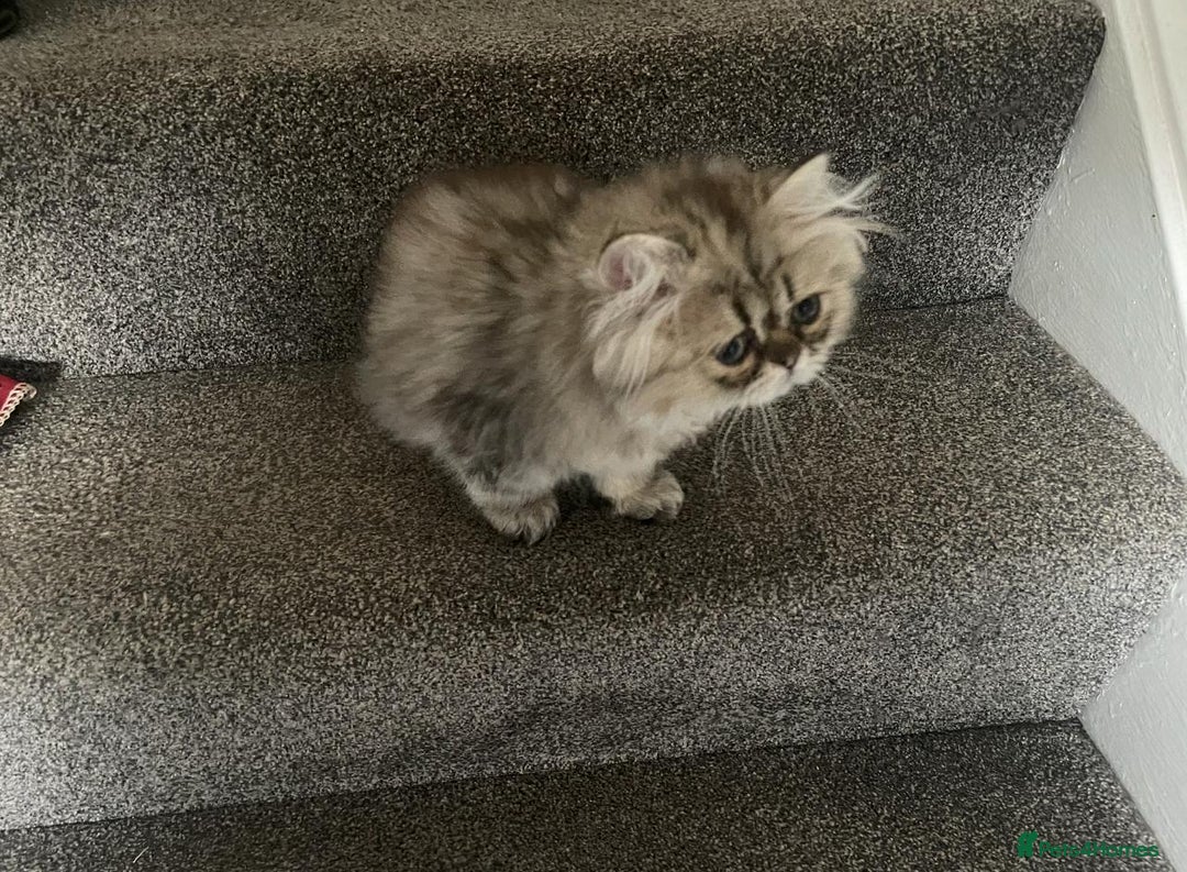 Persian cats for sale: Pedigree Registerd kitten - Image 6
