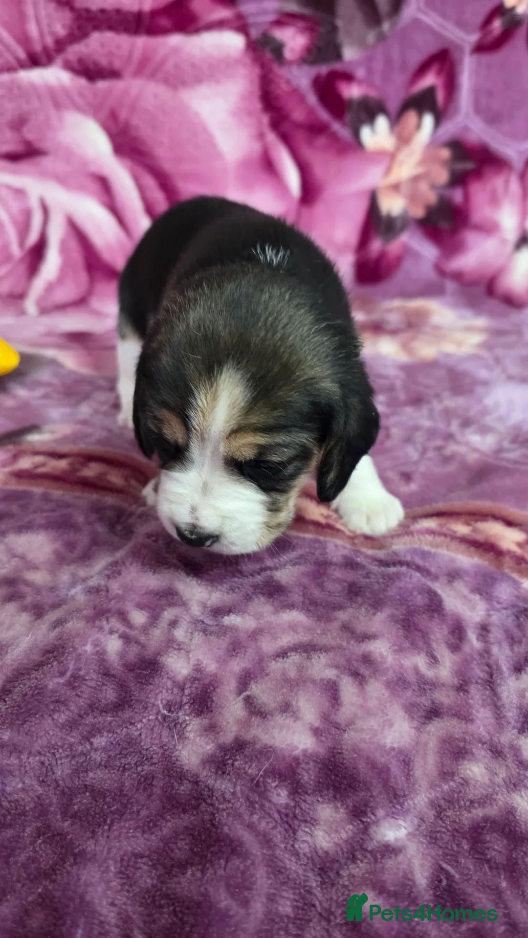 Beagle dogs for sale: Beautiful Beagle puppies looking for loving homes - Advert 23