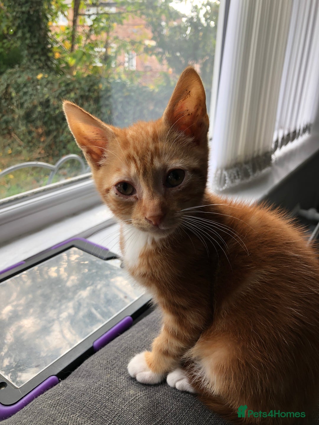 Mixed Breed cats for sale: Three Male Ginger & White Kittens Available - Image 8