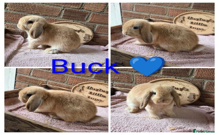 Mini Lop rabbits - Advert 7