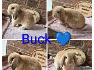 Mini Lop rabbits READY NOW Gorgeous pure breed mini lops - Advert 6