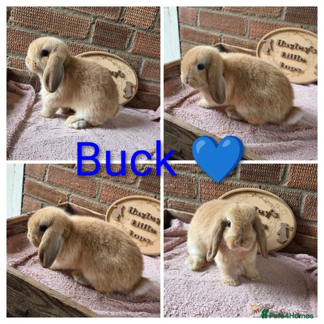 Mini Lop rabbits - Advert 7