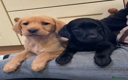 Labrador Retriever dogs for sale: Stunning Labrador puppies - Image 6