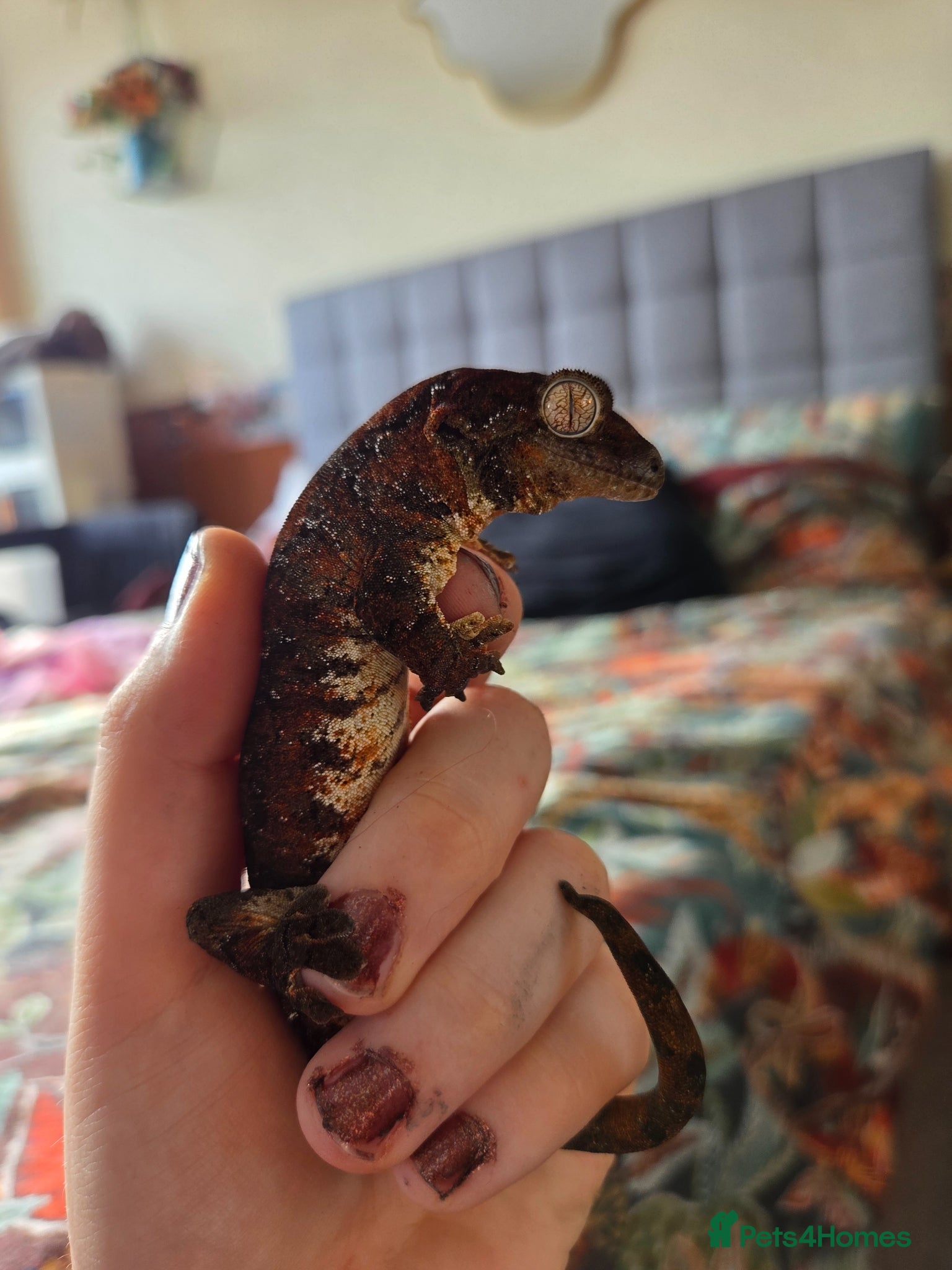 Gecko reptiles Mosy ghecko and setup  - Advert 1