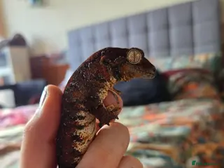 Gecko reptiles Mosy ghecko and setup - Advert 1