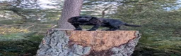 Cocker Spaniel dogs for sale: Cocker spaniel male black KC reg - Advert 2