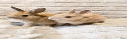 Mixed Breed rabbits for sale: Dwarf Rabbits 🐇🐰 - Advert 8