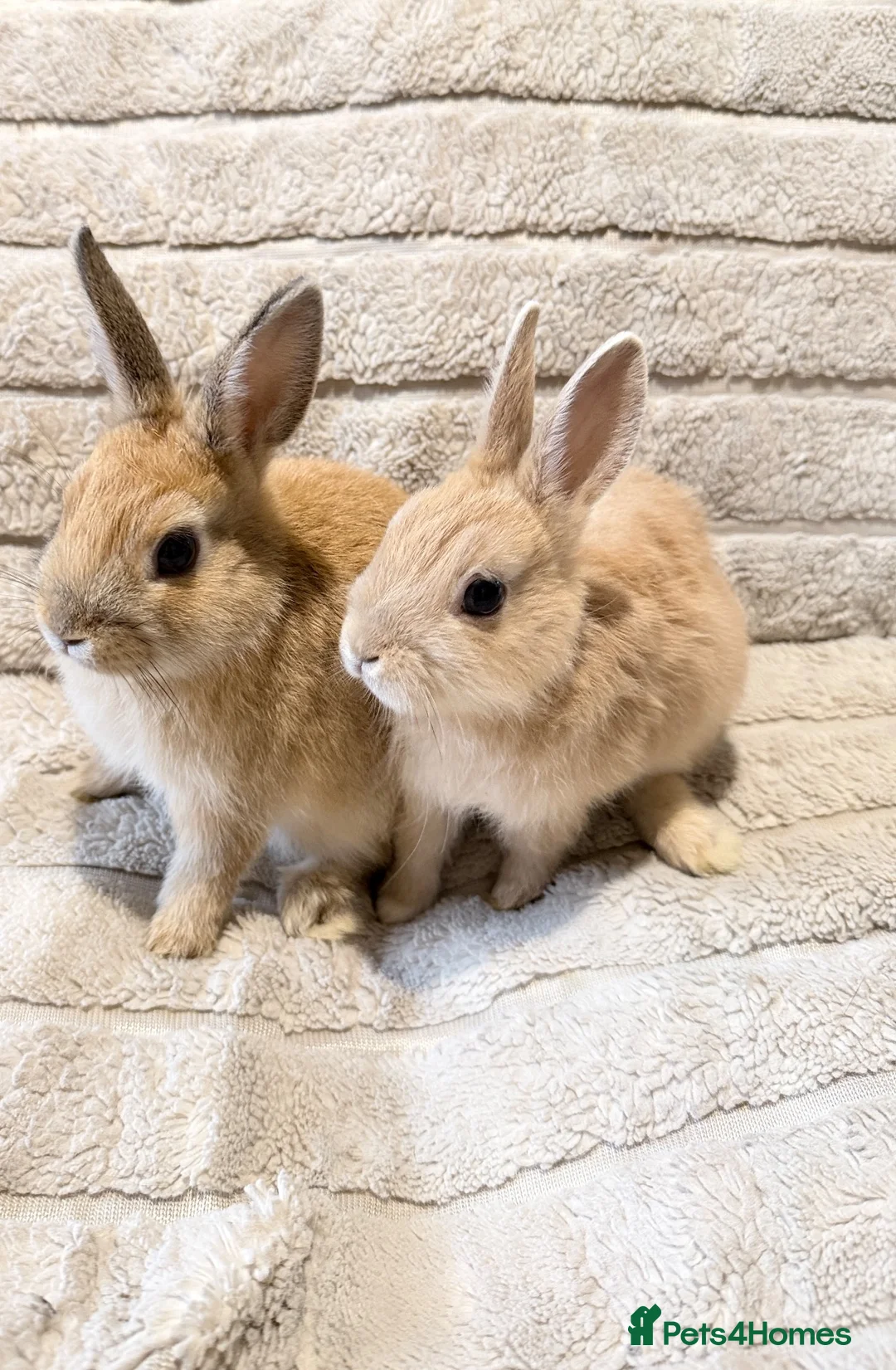 Mixed Breed rabbits for sale: Dwarf Rabbits 🐇🐰 - Advert 8