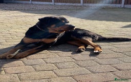 Rottweiler dogs for sale: Big Chunky puppies ready for homes - Image 3