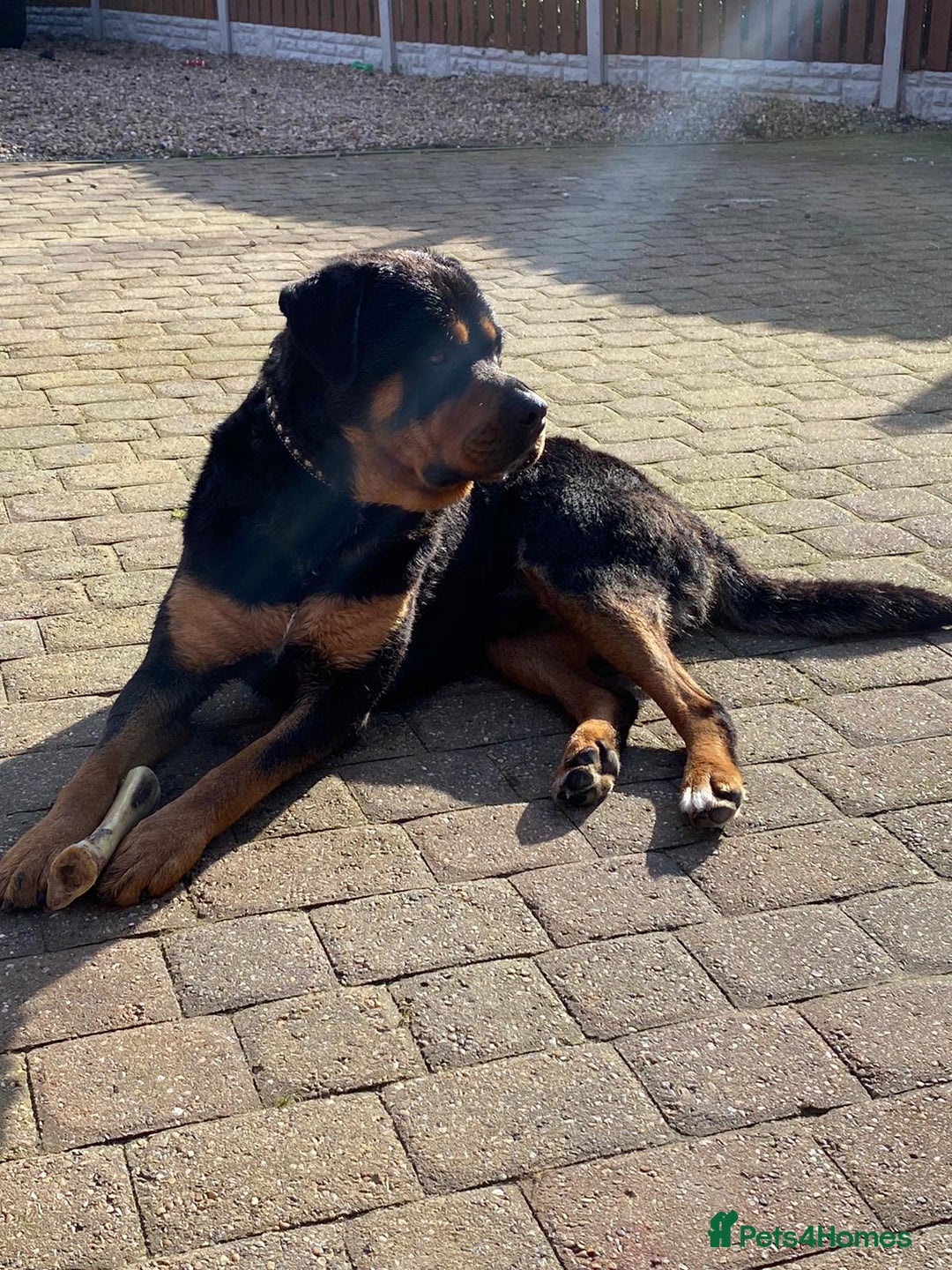 Rottweiler dogs for sale: Big Chunky puppies ready for homes - Image 3