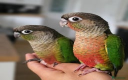 Parrots birds for sale: Handreared Baby Green Cheek Tame Conures  - Image 10