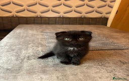 Ragdoll cats for sale: Scottish fold kittens  - Image 2