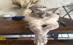 Ragdoll cats for sale: 💙Seal Point Ragdoll × Siberian Boy 💙 - Image 10