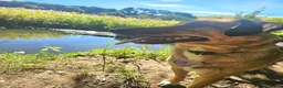 Mixed Breed dogs for adoption: Piglet is looking for a home! in Littleborough - Advert 5