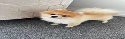 Pomeranian dogs for stud: Pomeranaian for stud  in Birmingham - Advert 5