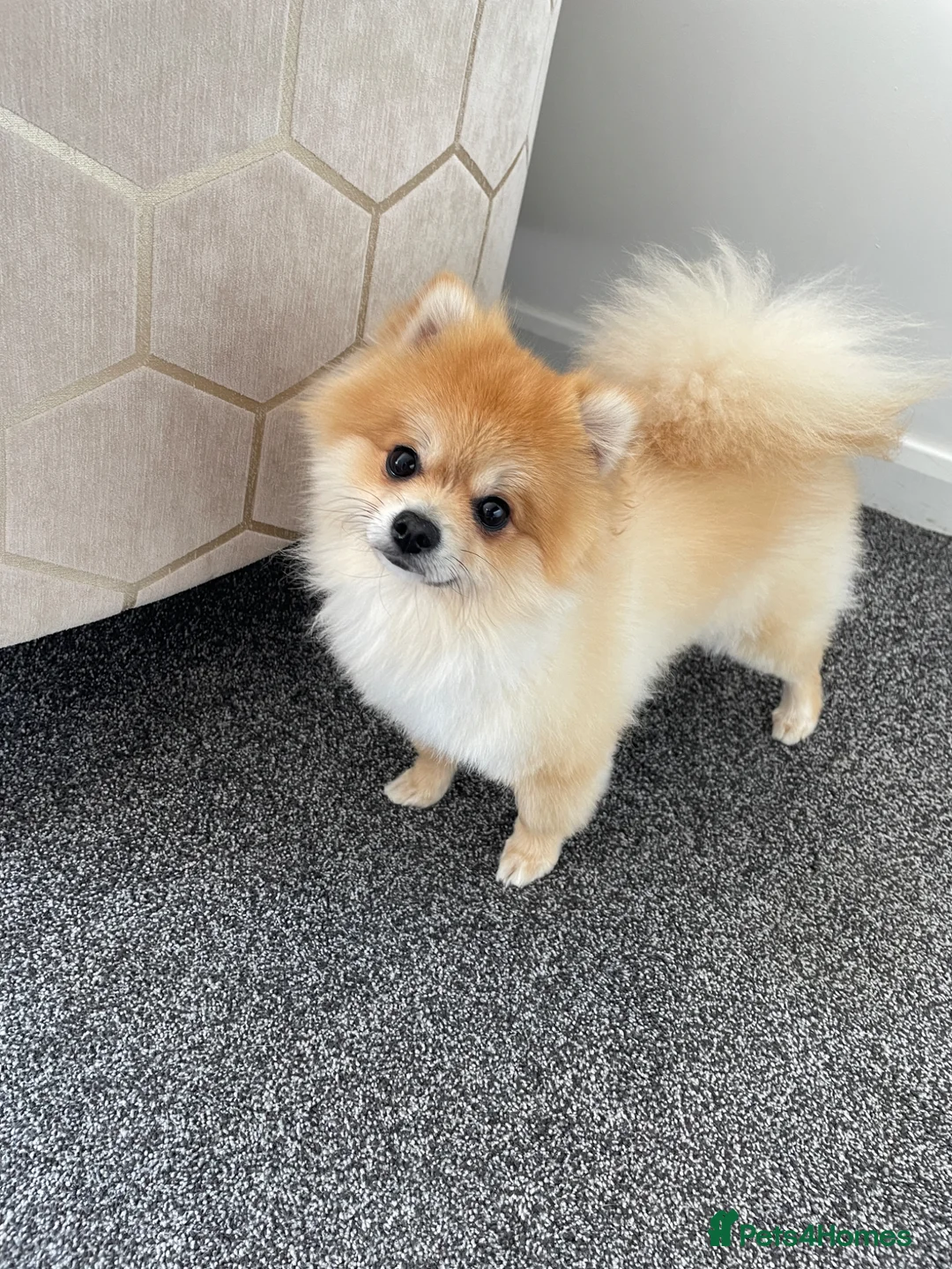Pomeranian dogs for stud: Pomeranaian for stud  in Birmingham - Advert 5