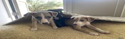 Whippet dogs for sale: KC Registered Pedigree Whippet Puppies for Sale in Salisbury - Advert 6