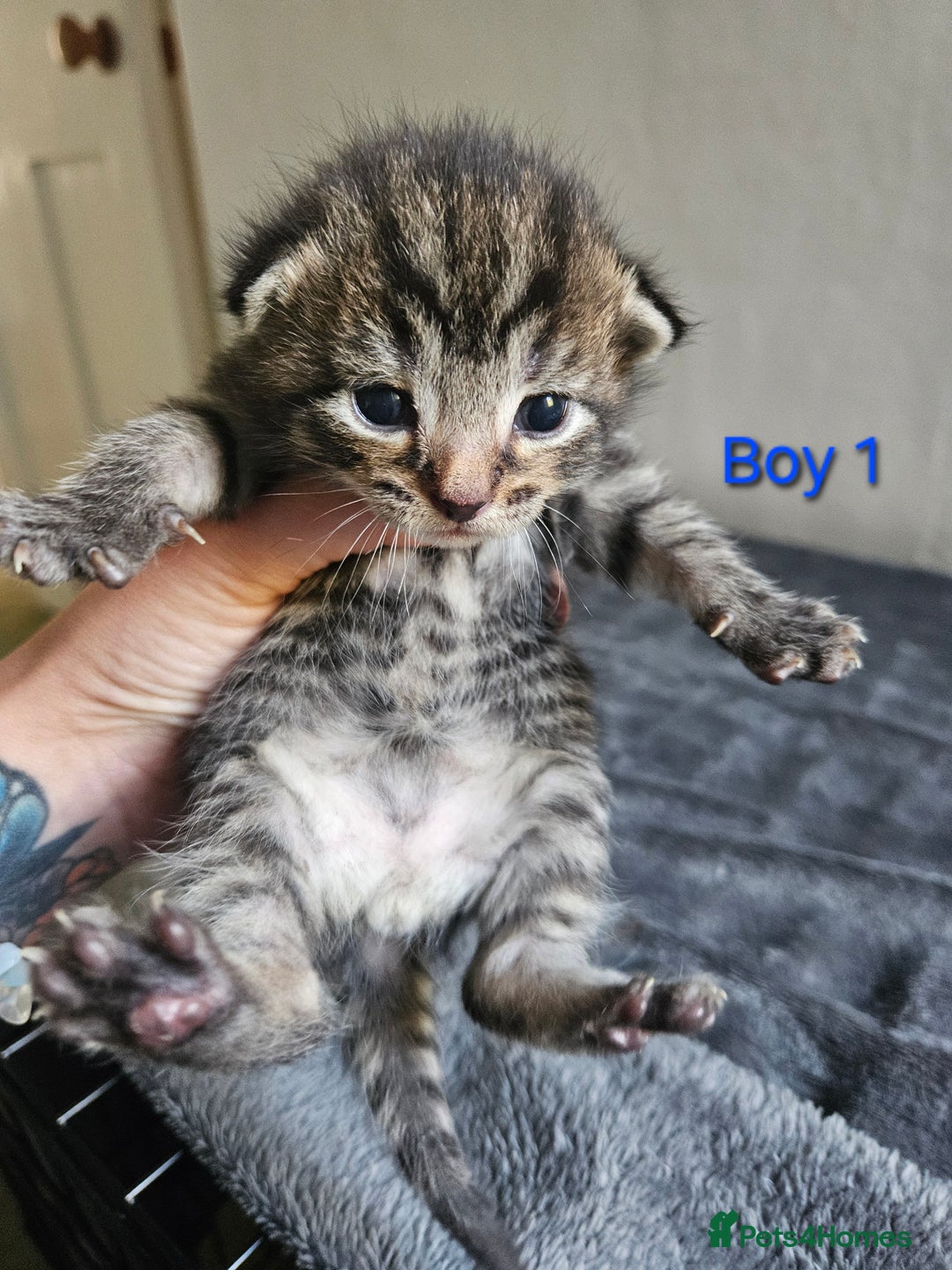 Maine Coon cats for sale: Beautiful Maine Coon cross kittens - Image 3