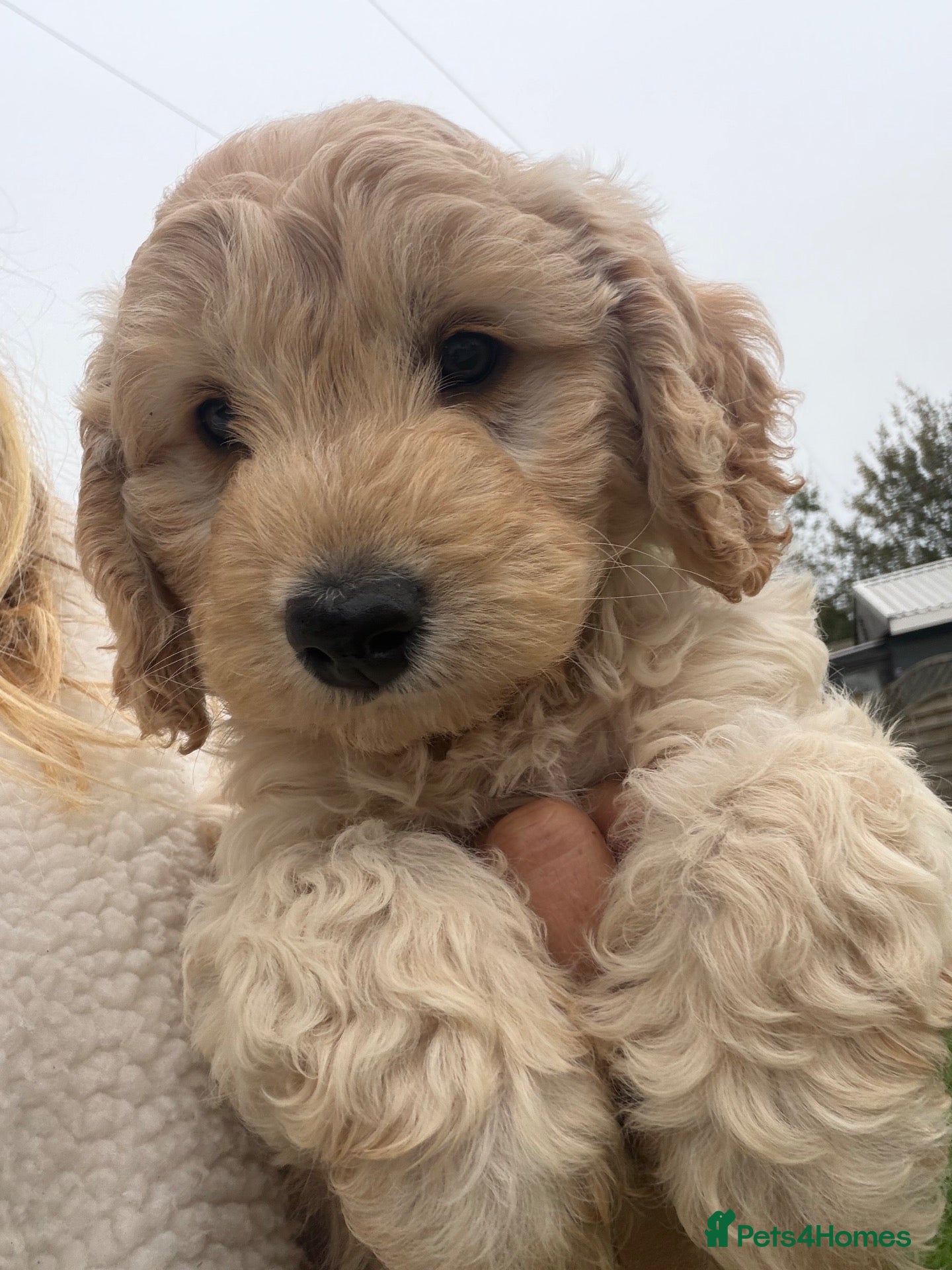 Cockapoo dogs F1b cockapoo pups 2 boys 1 girl  - Advert 1